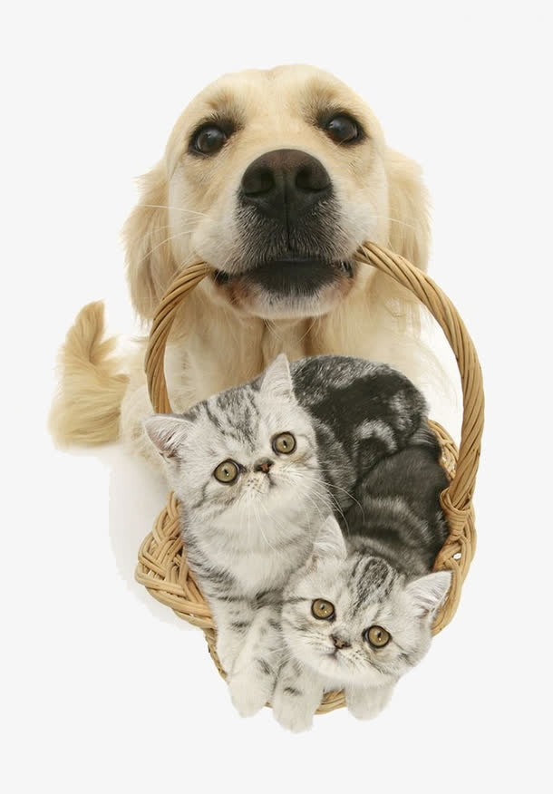 狗与猫免抠