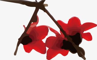 仰视拍摄对称的木棉花免抠