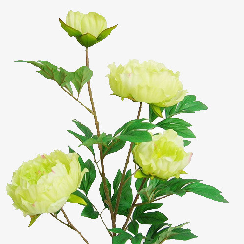 鲜花免抠