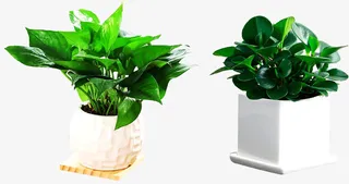 桌上摆放小绿植盆栽免抠