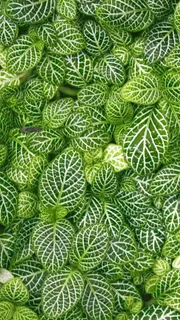 唯美薄荷H5背景高清