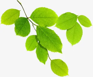 春季黄绿色绿叶树枝免抠