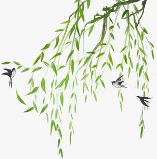 柳条柳枝燕子春天免抠