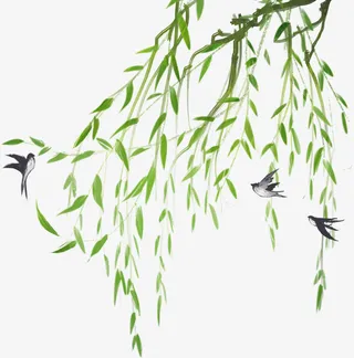 柳条柳枝燕子春天免抠