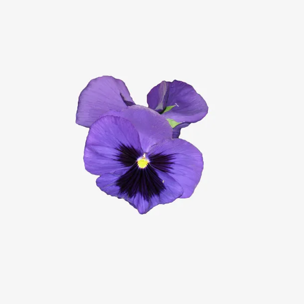 鲜花图片花朵海报背景