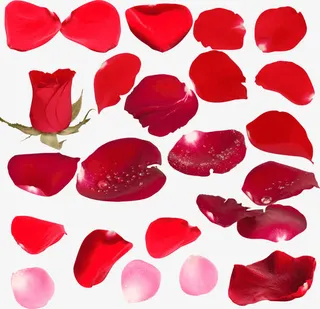 玫瑰花瓣设计水珠效果免抠
