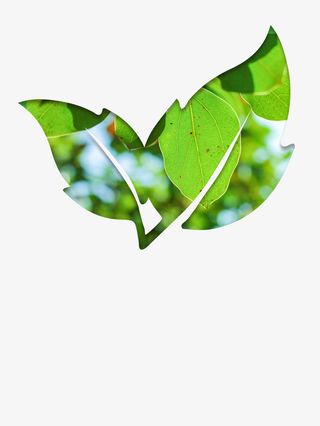 春分树叶树叶剪纸春天免抠手绘/卡通手绘元素