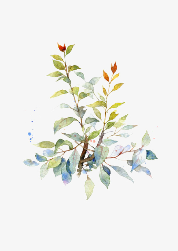 桂花树叶免抠