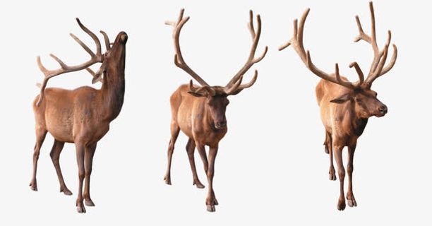 麋鹿组图免抠