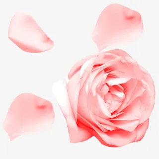 卡通粉色的玫瑰花免抠