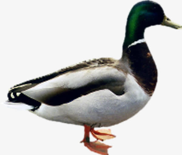 侧面大鸳鸯免抠