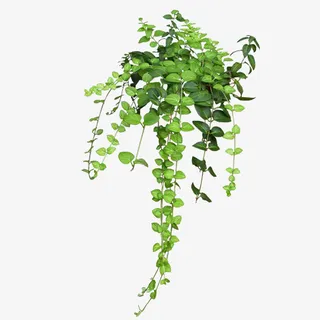 绿叶，藤，植物，夏季-1免抠