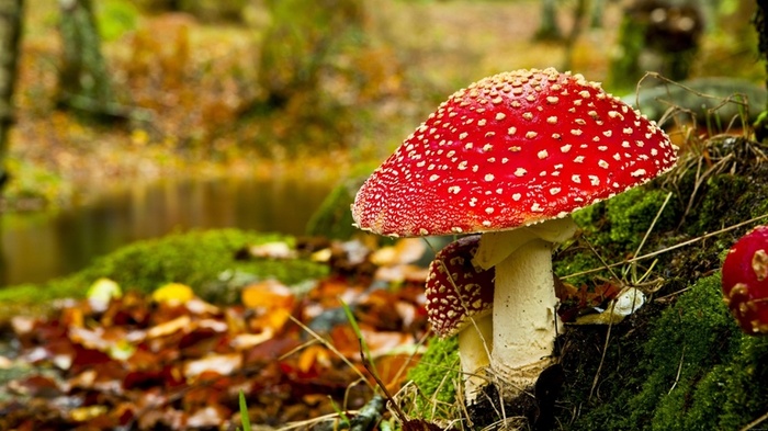 草地,背景,png,素材高清