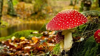 草地,背景,png,素材高清