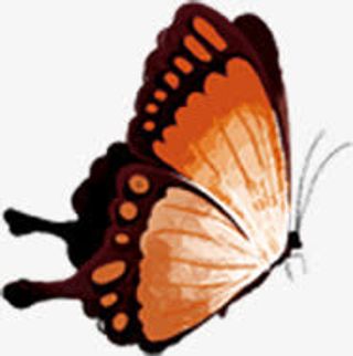 橙色黑边蝴蝶七夕免抠