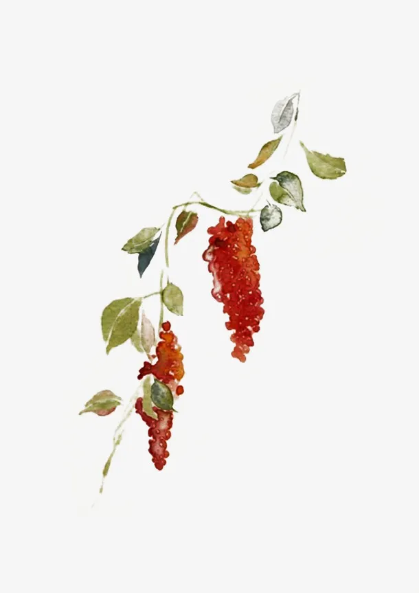 手绘水彩五味子图片素材免抠