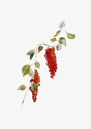 手绘水彩五味子图片素材免抠