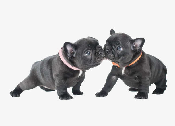 2只斗牛犬免抠