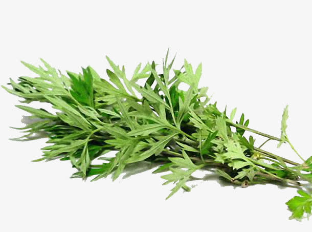 端午节艾草免抠