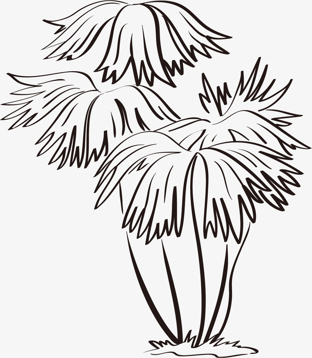 线描树木叶子透明png免抠