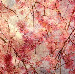 浪漫粉色樱花背景