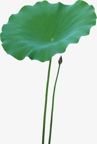 荷叶免抠