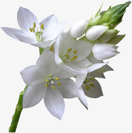 夹竹桃花免抠