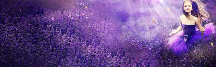 薰衣草花海背景高清