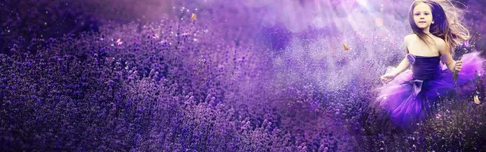 薰衣草花海背景高清