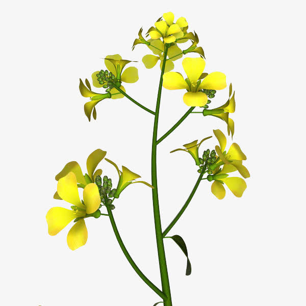 油菜花插画免抠