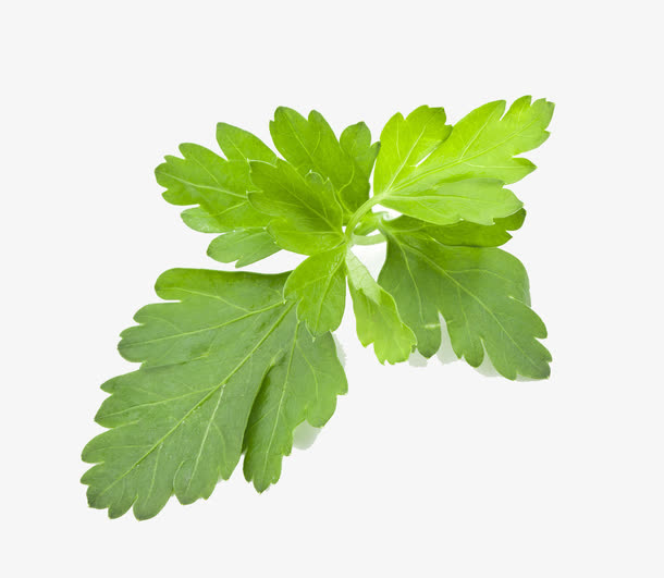 香菜叶子免抠