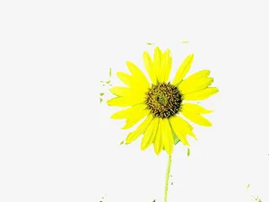 孤独一枝花免抠