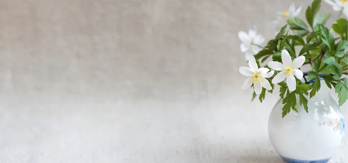 桌面上的小白花图片高清