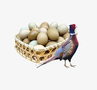 篮子里的鸡蛋免抠