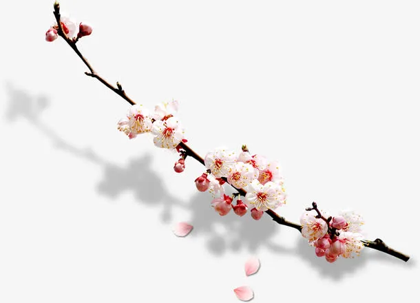梅花素材免抠