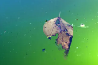 水里在的树叶背景