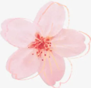 手绘花瓣花蕊花朵免抠