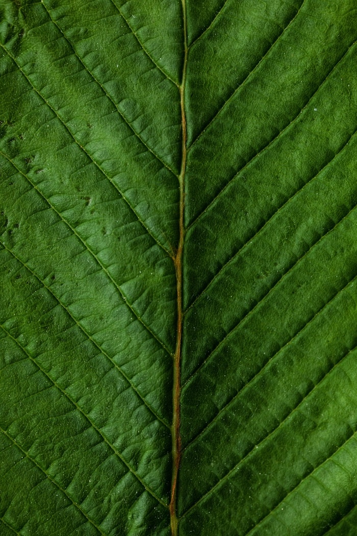 植物风格背景高清