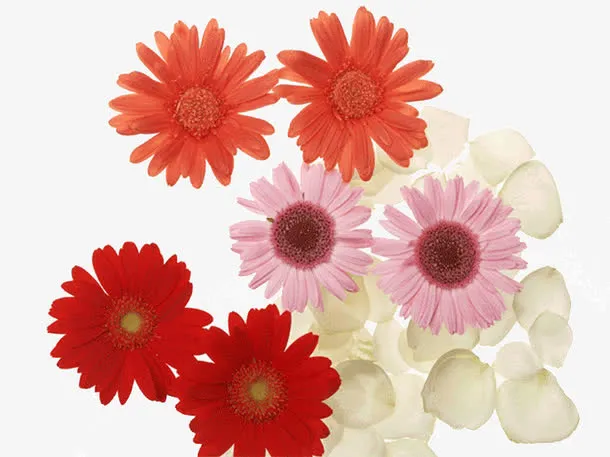菊花花瓣免抠