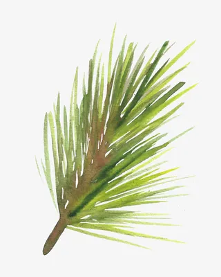 发黄的松枝免抠