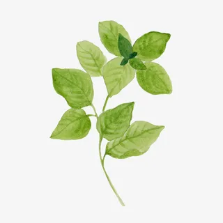 手绘绿植清新树叶树枝免抠