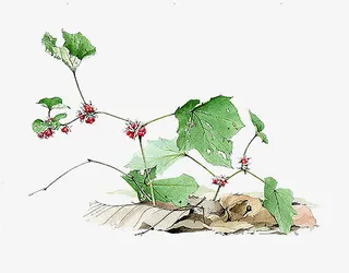 彩色艾叶草手绘图免抠