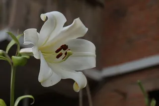 不知名的野花高清