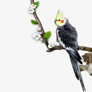 鹦鹉桃花枝免抠素材免抠