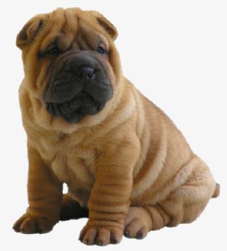 家畜 生物 动物 贵宾犬免抠