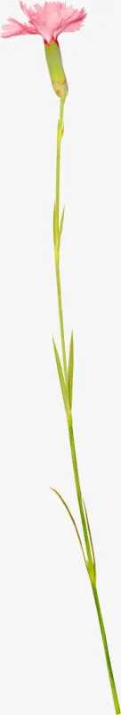 手绘装饰图片花草图案免抠