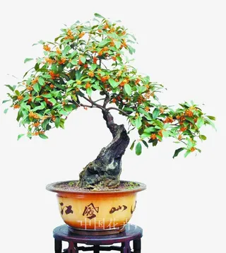 桂花树盆栽免抠