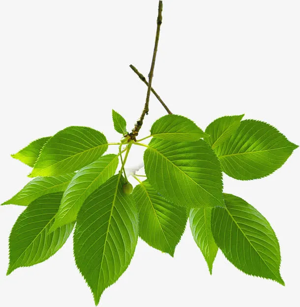 树叶逼真手绘春天免抠