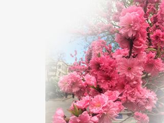 春天 草地 桃花 梨花 渐变透明元素33免抠背景场景背景元素