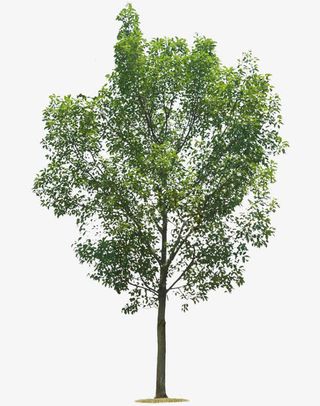 春天绿色树木免抠